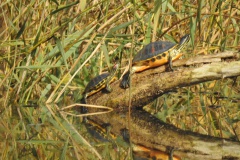 Pseudemys nelsoni (Floridarotbauchschmuckschildkröte)